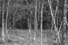 Japanese Woods Scene, 1958-1959