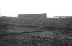 Japanese Rice Field, 1958-1959